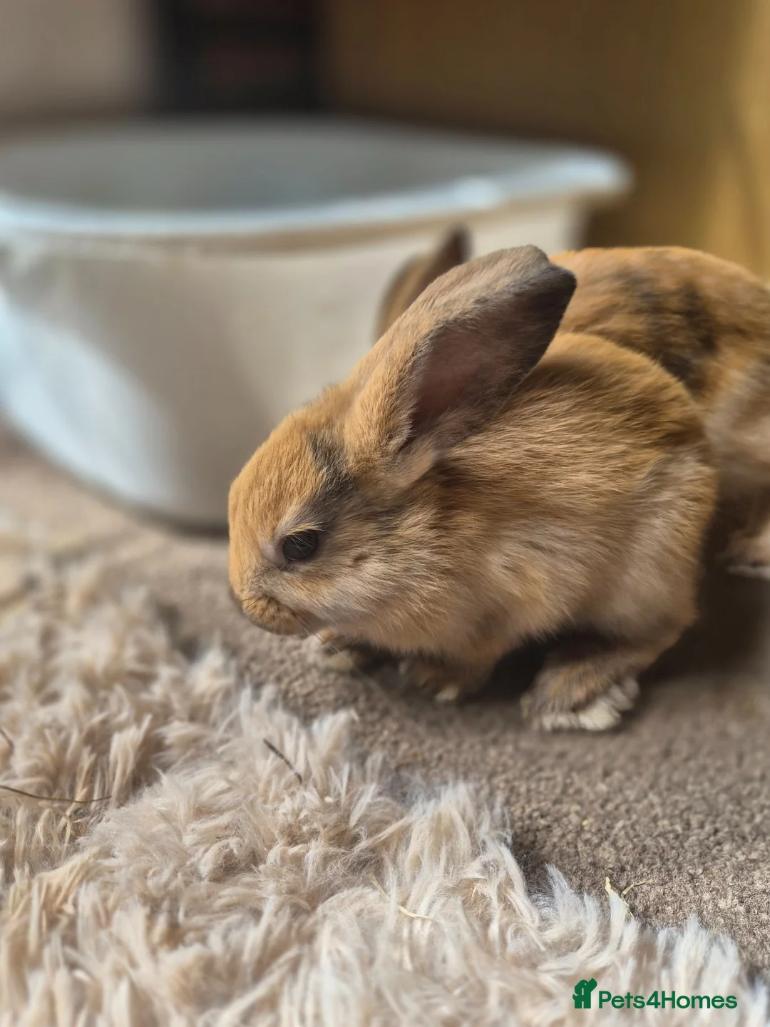 Mini Lop rabbits for sale: 🐰5 Beautiful Baby Rabbits for Loving Homes 🐰 - Advert 7