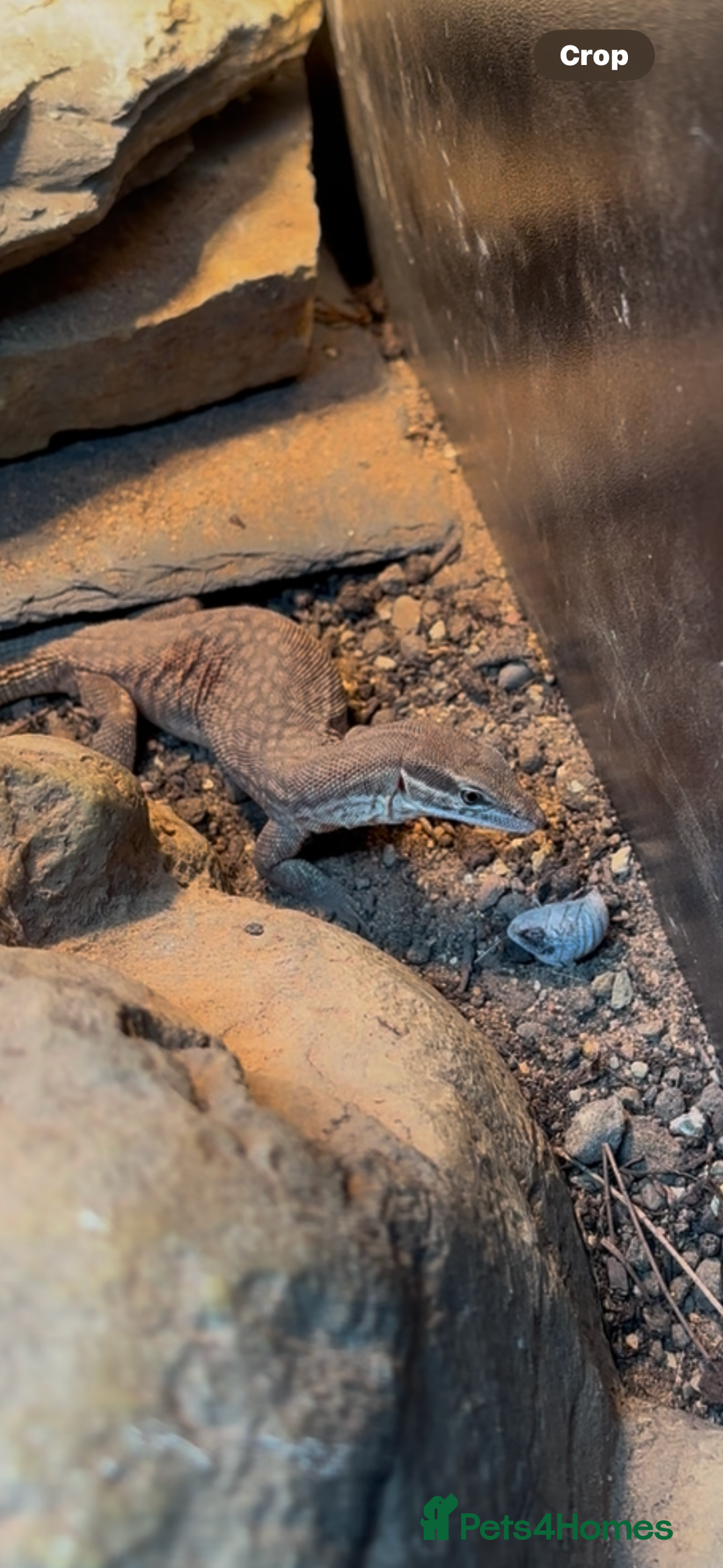 Monitor reptiles for sale: Red Ackie  - Advert 2