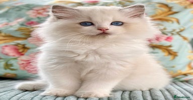 Ragdoll cats - Advert 2