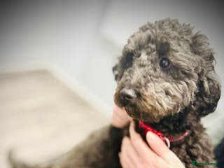 Poochon dogs Poochon puppies - Advert 2