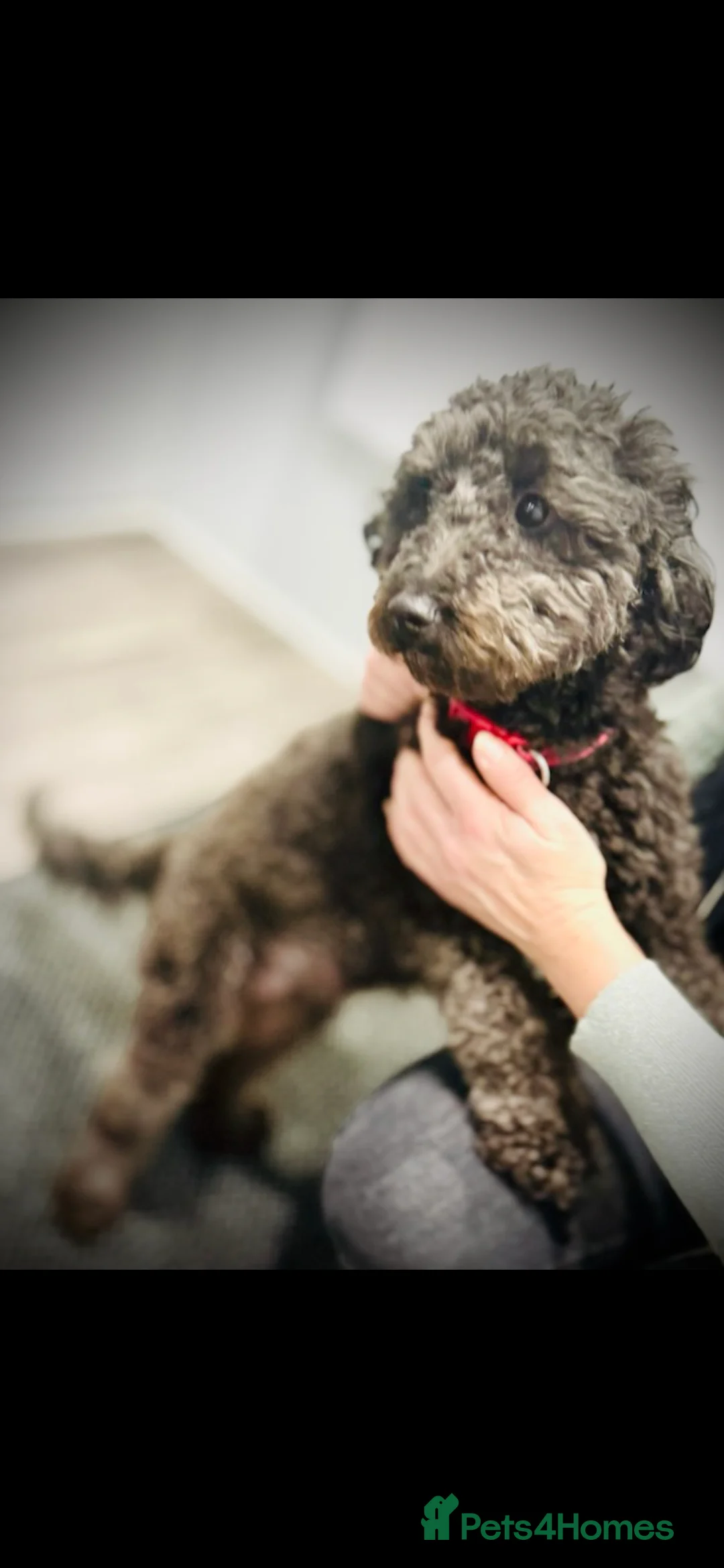 Poochon dogs for sale: Poochon puppies - Advert 1