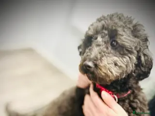 Poochon dogs Poochon puppies - Advert 4