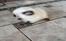 Ragdoll cats for sale: Pure breed Female seal point ragdoll kitten - Image 6