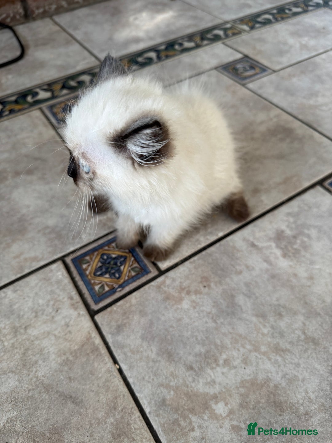Ragdoll cats for sale: Pure breed Female seal point ragdoll kitten - Image 6
