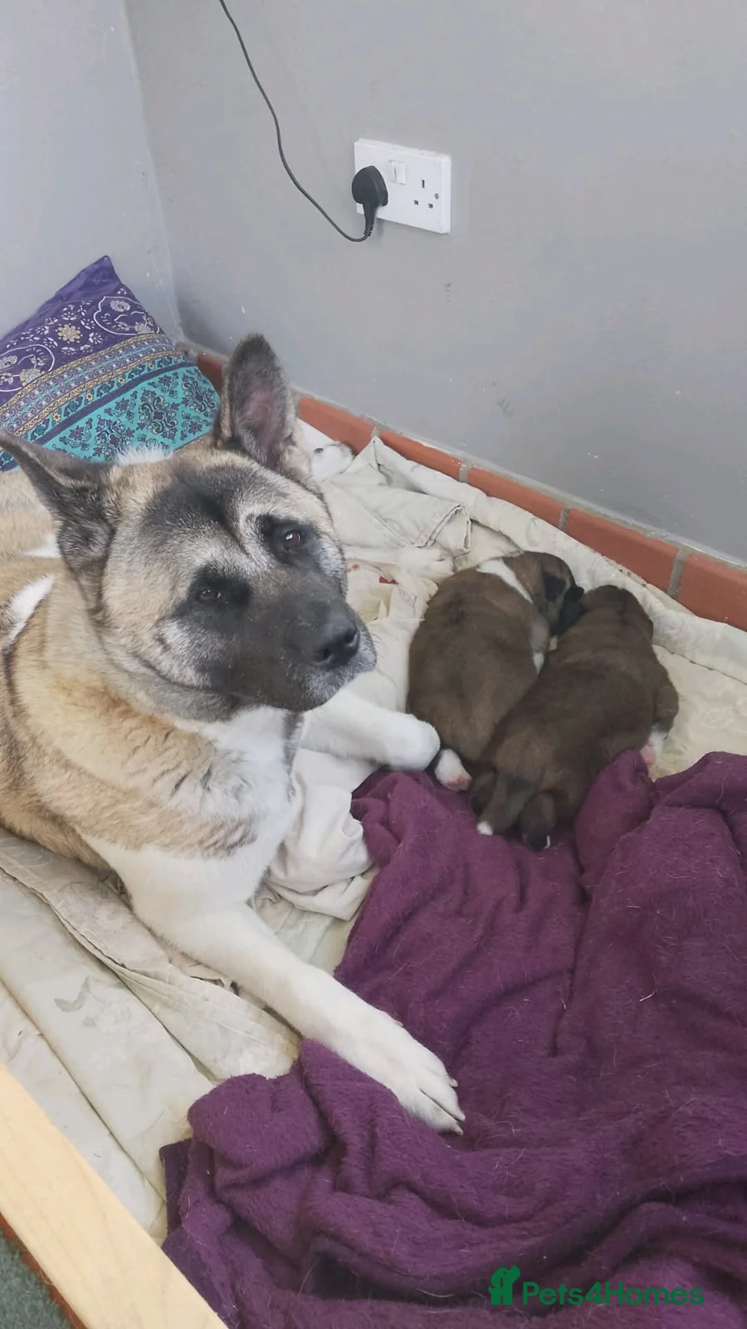 Akita dogs for sale: Akita Puppies  - Advert 1