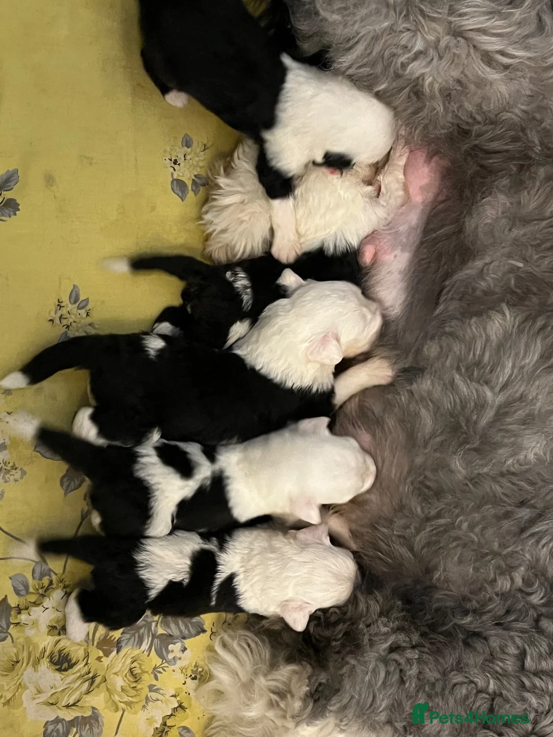 Old English Sheepdog dogs for sale: Old English Sheepdog Puppies  in Peterborough - Advert 2