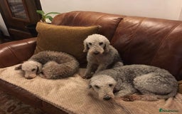 Mixed Breed dogs for sale: Bedlington Terrier X Whippet Puppies ⭐️ - Image 22