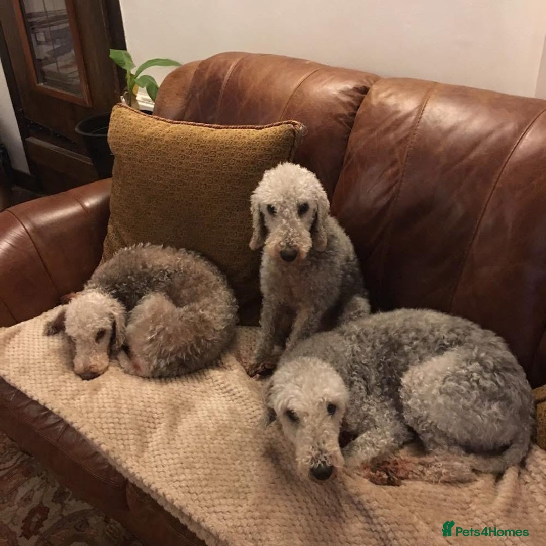Mixed Breed dogs for sale: Bedlington Terrier X Whippet Puppies ⭐️ - Image 22
