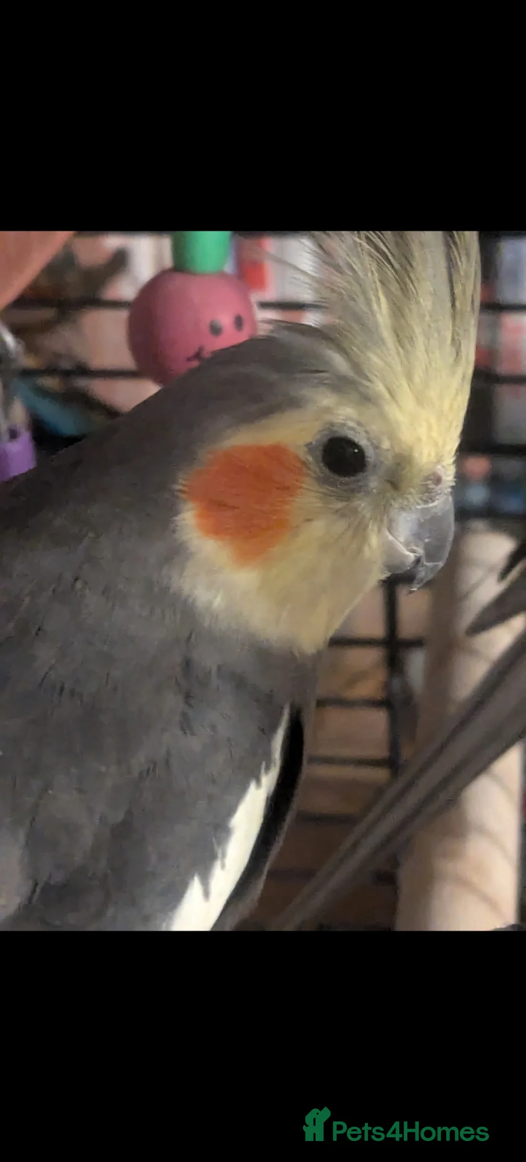 Mixed Breed birds for sale: Derbyshire Sanctuary for all parrots and birds  - Advert 9