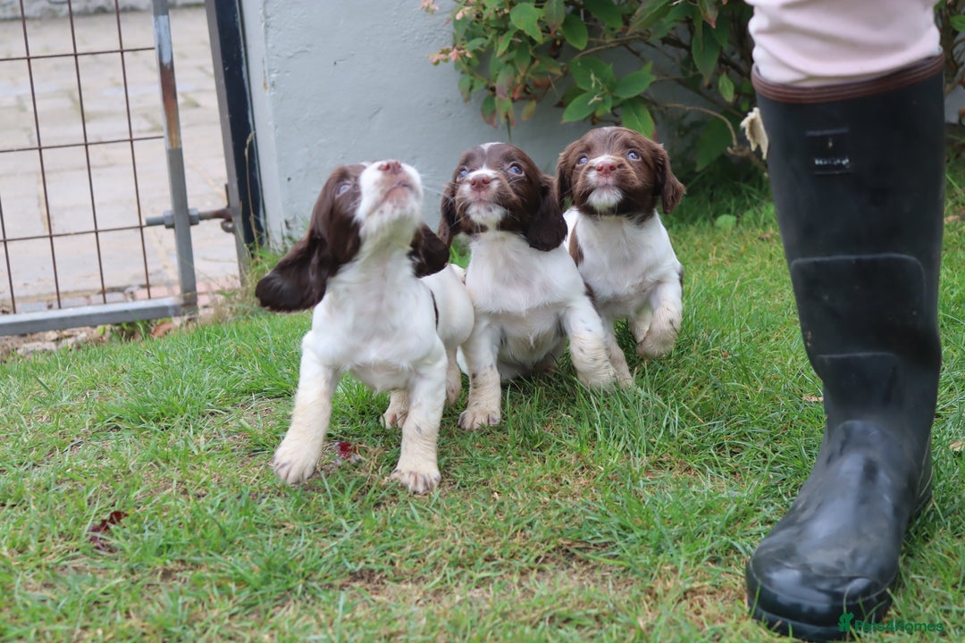 English Springer Spaniel dogs for sale: 2 Lovely Male Springer Spaniels - Image 2