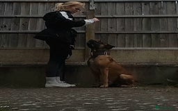 Presa Canario dogs for sale: 2 year old Presa Canario (Male) - Image 3