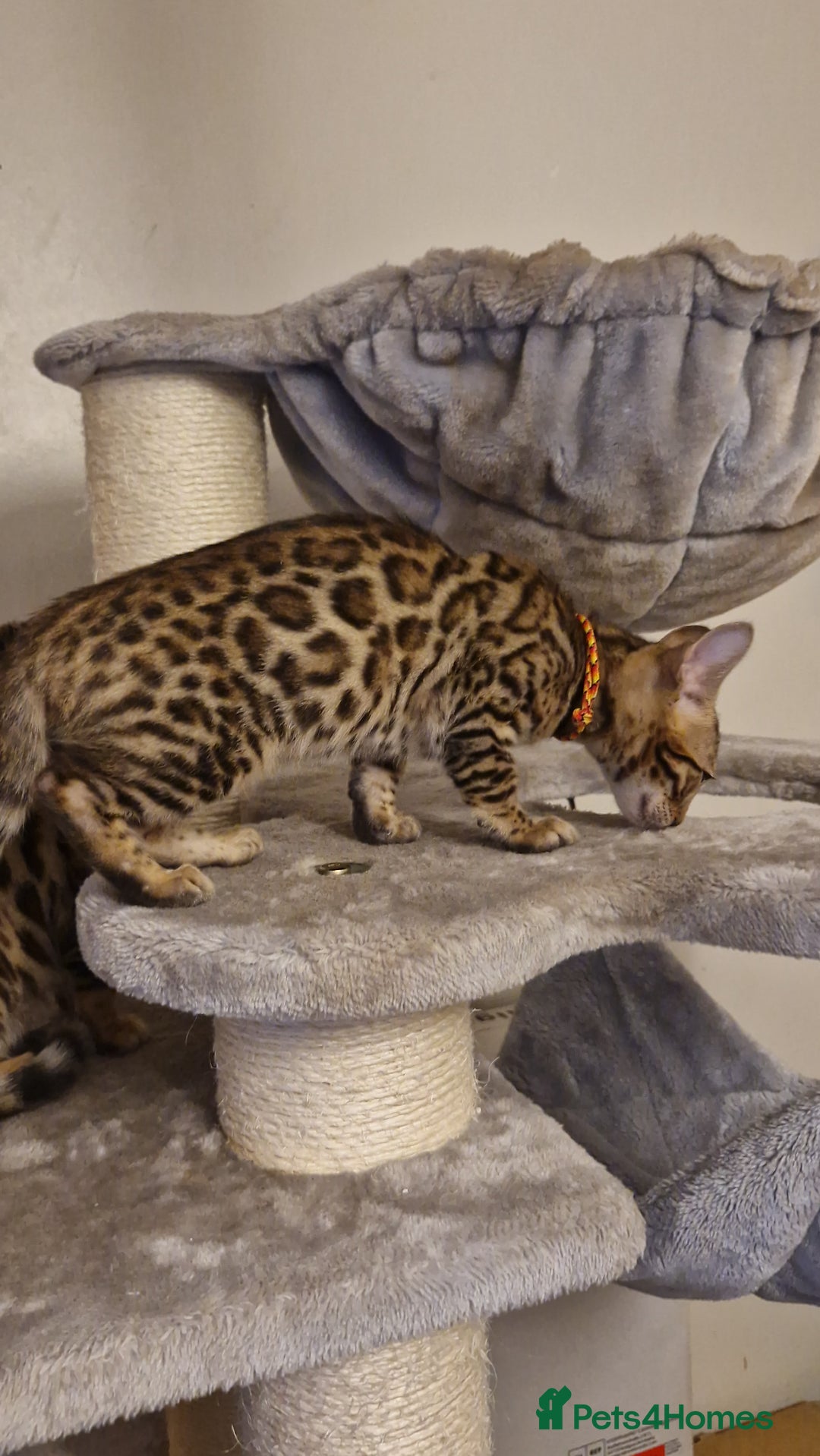 Bengal cats for sale: Beutifull kittens❤️ - Advert 3