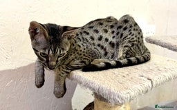 Savannah cats for sale: F7 brown & charcoal spotted savannah kittens - Image 2