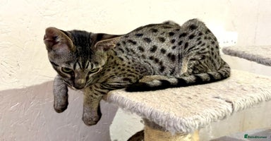 Savannah cats - Advert 7
