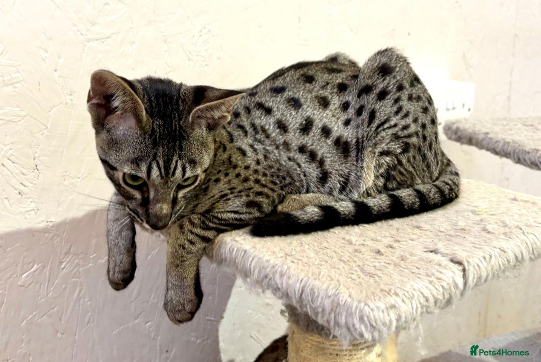 Savannah cats for sale: F7 brown & charcoal spotted savannah kittens - Image 2