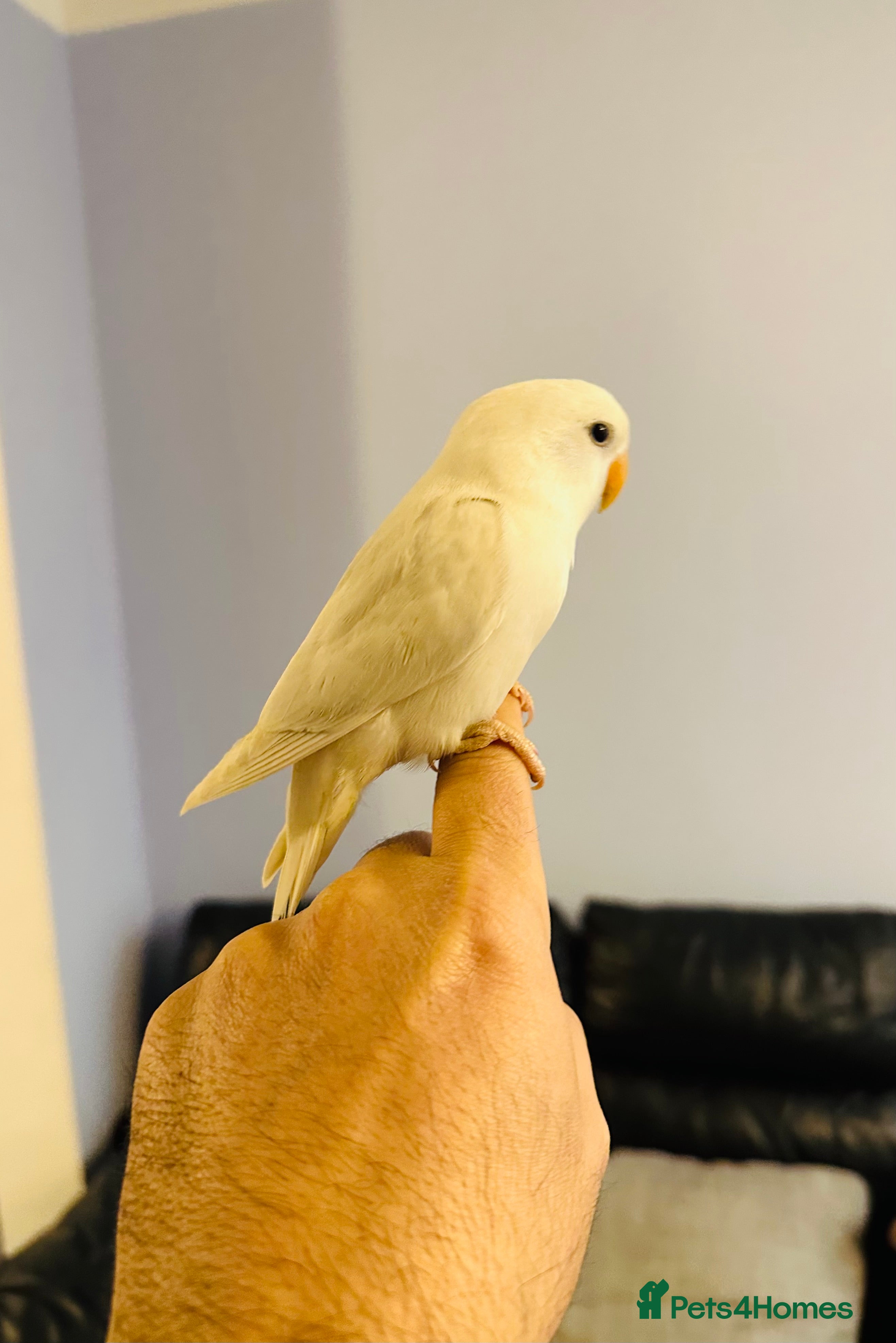 Lovebirds birds Hand-Reared, Tamed 8-Week-Old Peach-Faced Lovebird - Advert 16
