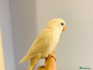 Lovebirds birds Hand-Reared, Tamed 8-Week-Old Peach-Faced Lovebird - Advert 6