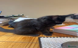 Maine Coon cats for sale: Our beautiful Enzo - Image 3