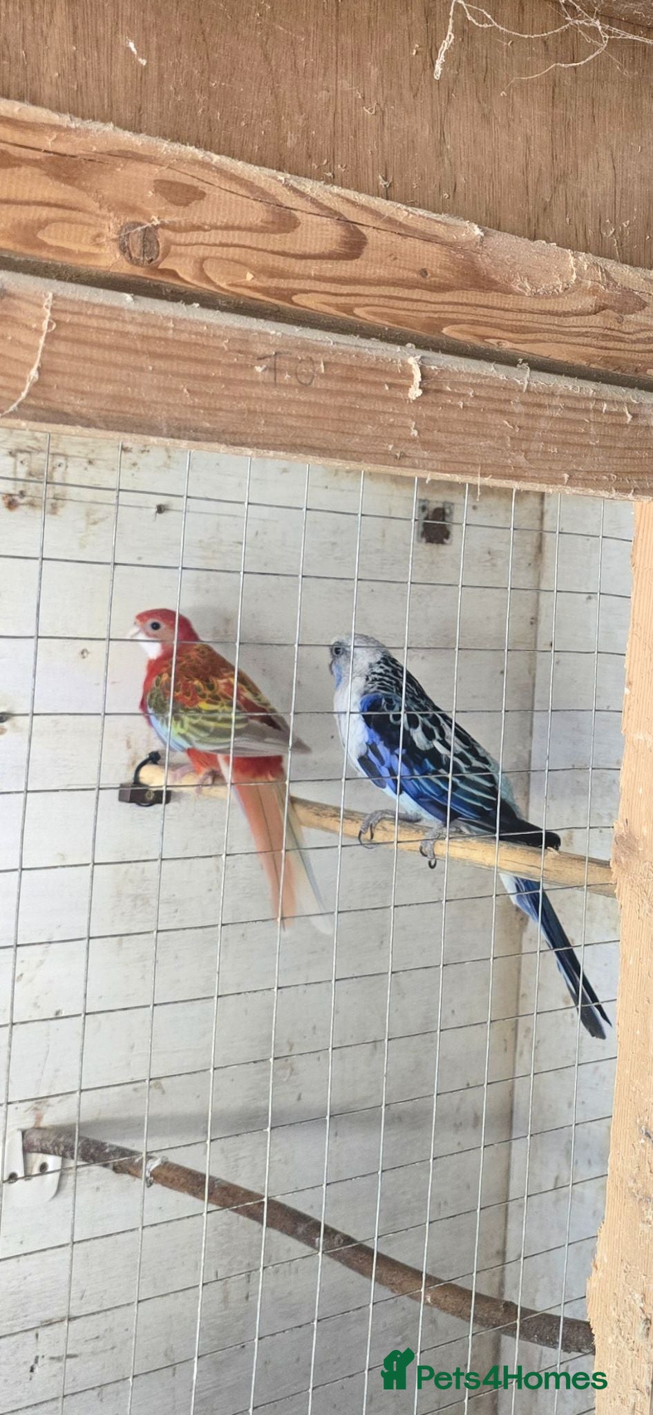 Parakeets birds Pair  rosellas for sale  - Advert 2