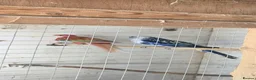 Parakeets birds for sale: Pair  rosellas for sale  in Aberystwyth - Advert 1