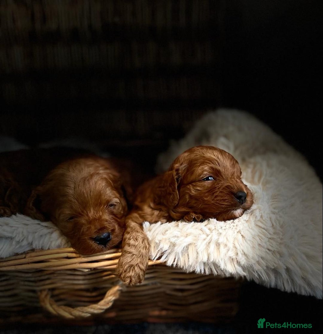 Cavapoo dogs for sale: Beautiful dark Red F1 cavapoos - Advert 4