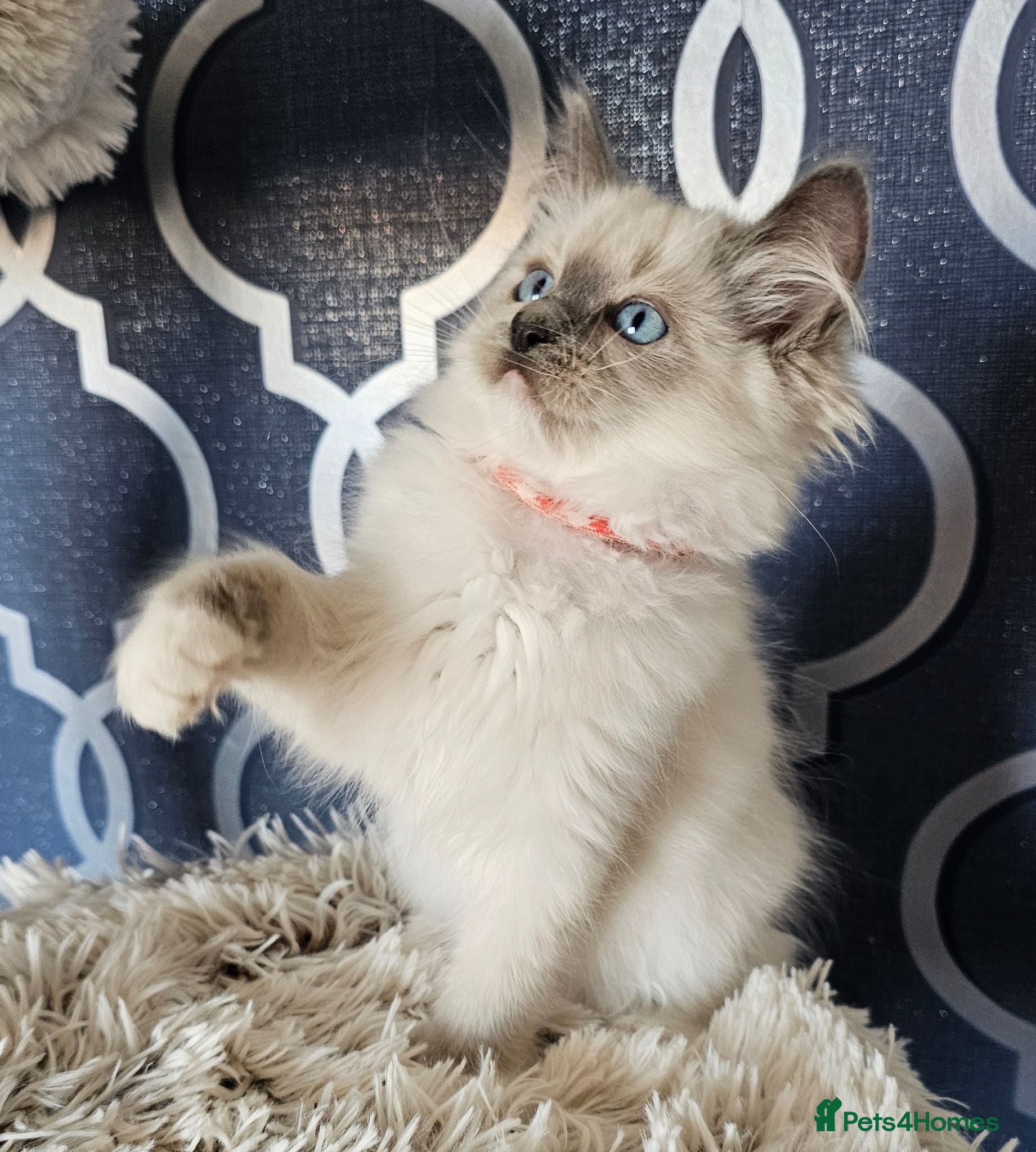 Ragdoll cats READY NOW GCCF registered kittens  - Advert 1