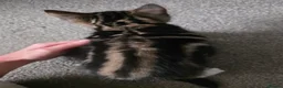 Mixed Breed cats for sale: Mixed bread kittens in Wolverhampton - Advert 8