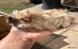 Guinea Pig rodents for sale: Funky haired male guinea pigs. - Image 3