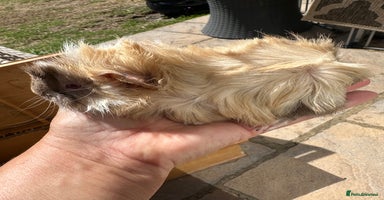 Guinea Pig rodents - Advert 4