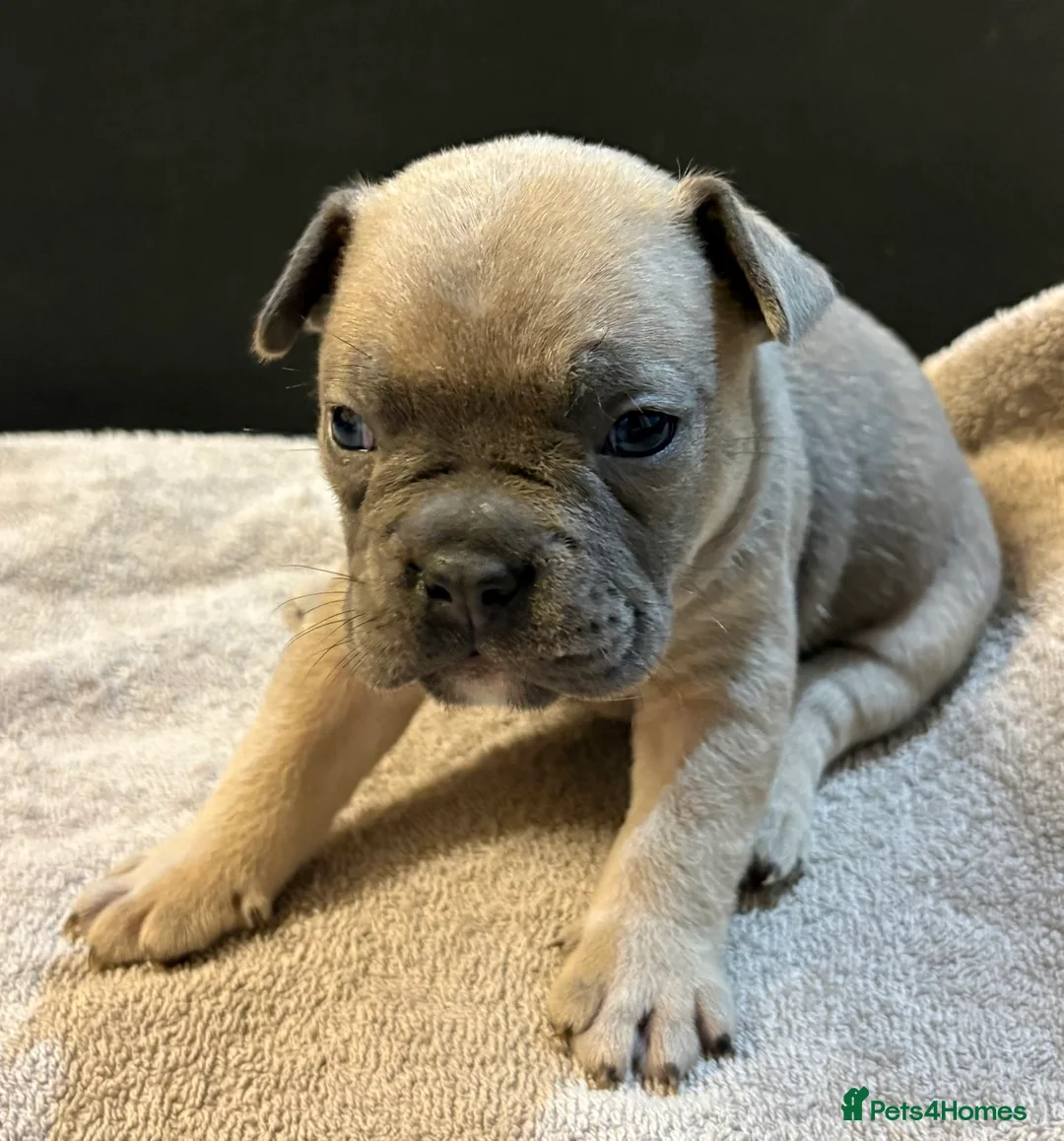 Mixed Breed dogs for sale: Frenchie mix - Advert 3