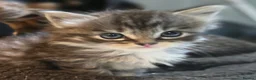 Maine Coon cats for sale: Maine Coon x Ragdoll - Advert 6
