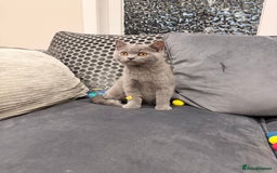 British Shorthair cats for sale: British Shorthair kittens and Mum for sale - Image 9