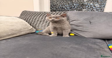British Shorthair cats - Advert 12