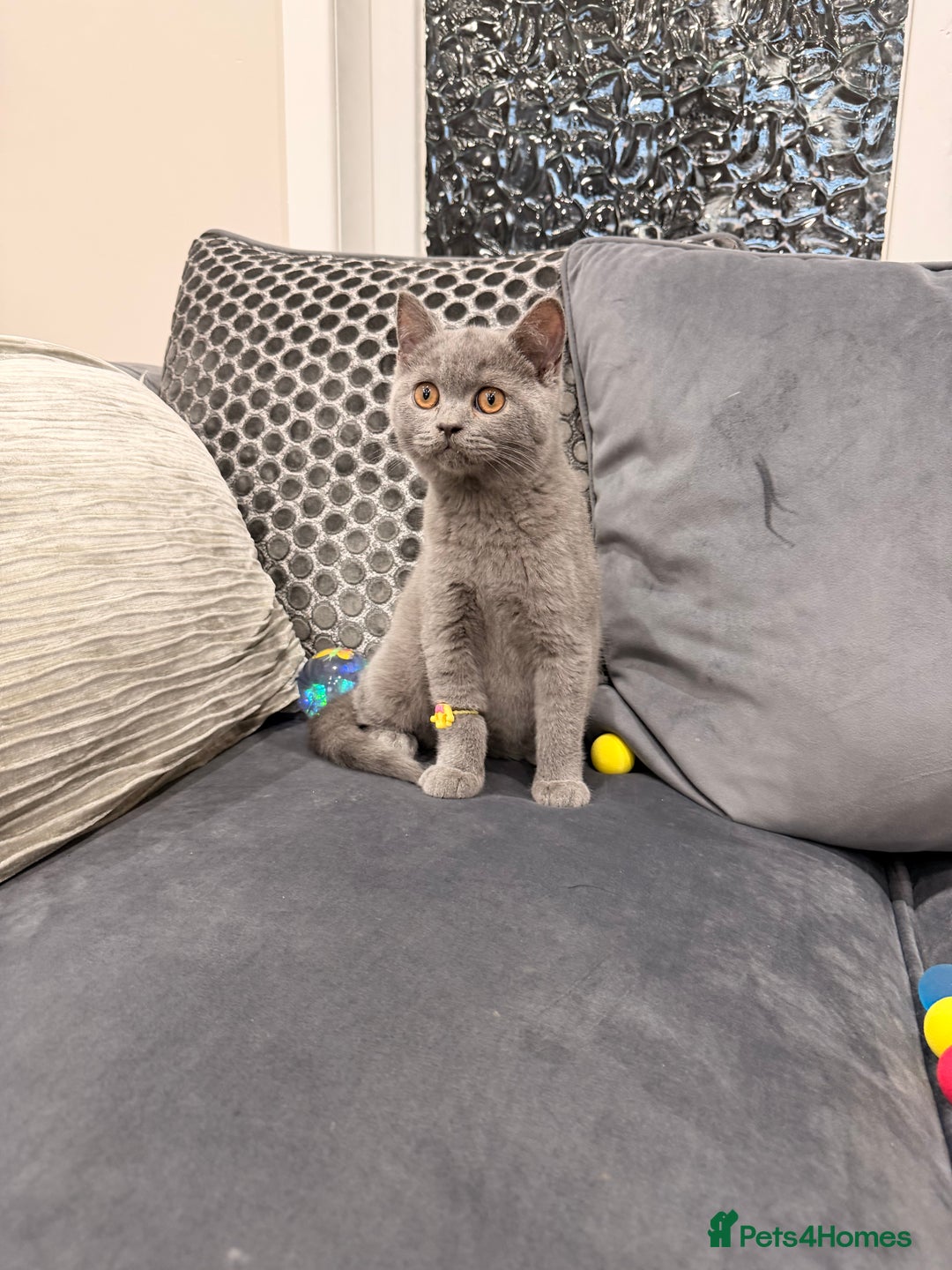 British Shorthair cats for sale: British Shorthair kittens and Mum for sale - Image 9