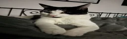 Mixed Breed cats for sale: REHOMING: 2 Black/White Cats, Siblings in Whitley Bay - Advert 12