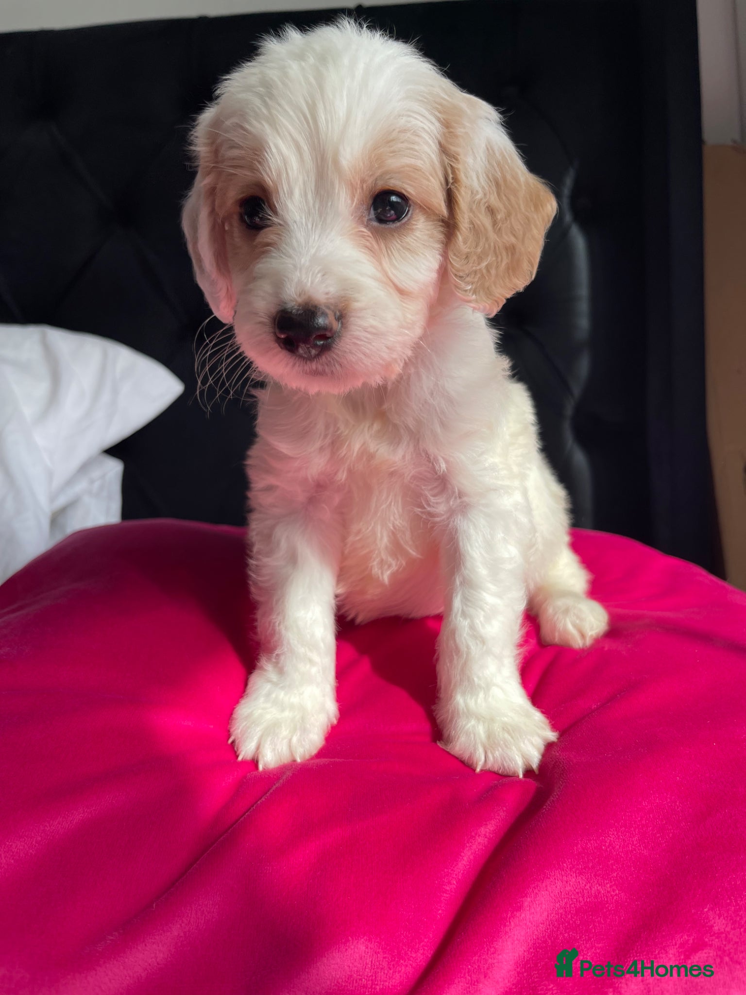 Cockapoo dogs Cockapoo puppies  - Advert 1