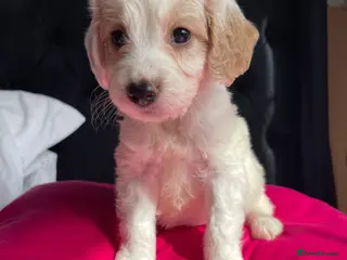 Cockapoo dogs Cockapoo puppies - Advert 1