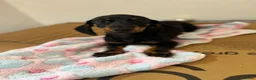 Miniature Dachshund dogs for sale: Adorable Miniature Dachshund Girl in Enfield - Advert 5