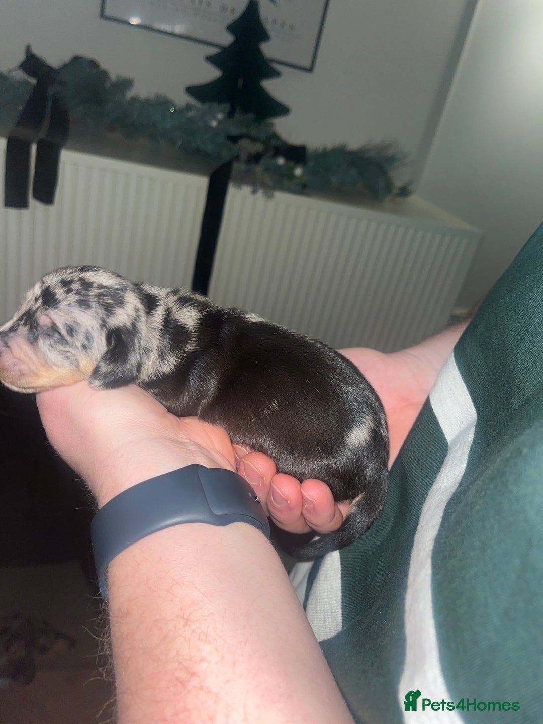 Dachshund dogs for sale: Dacshund Puppies - Advert 14