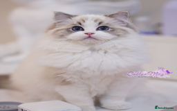 Ragdoll cats for sale: Chinese Import Ragdol High End Show Quality Lynx - Image 2