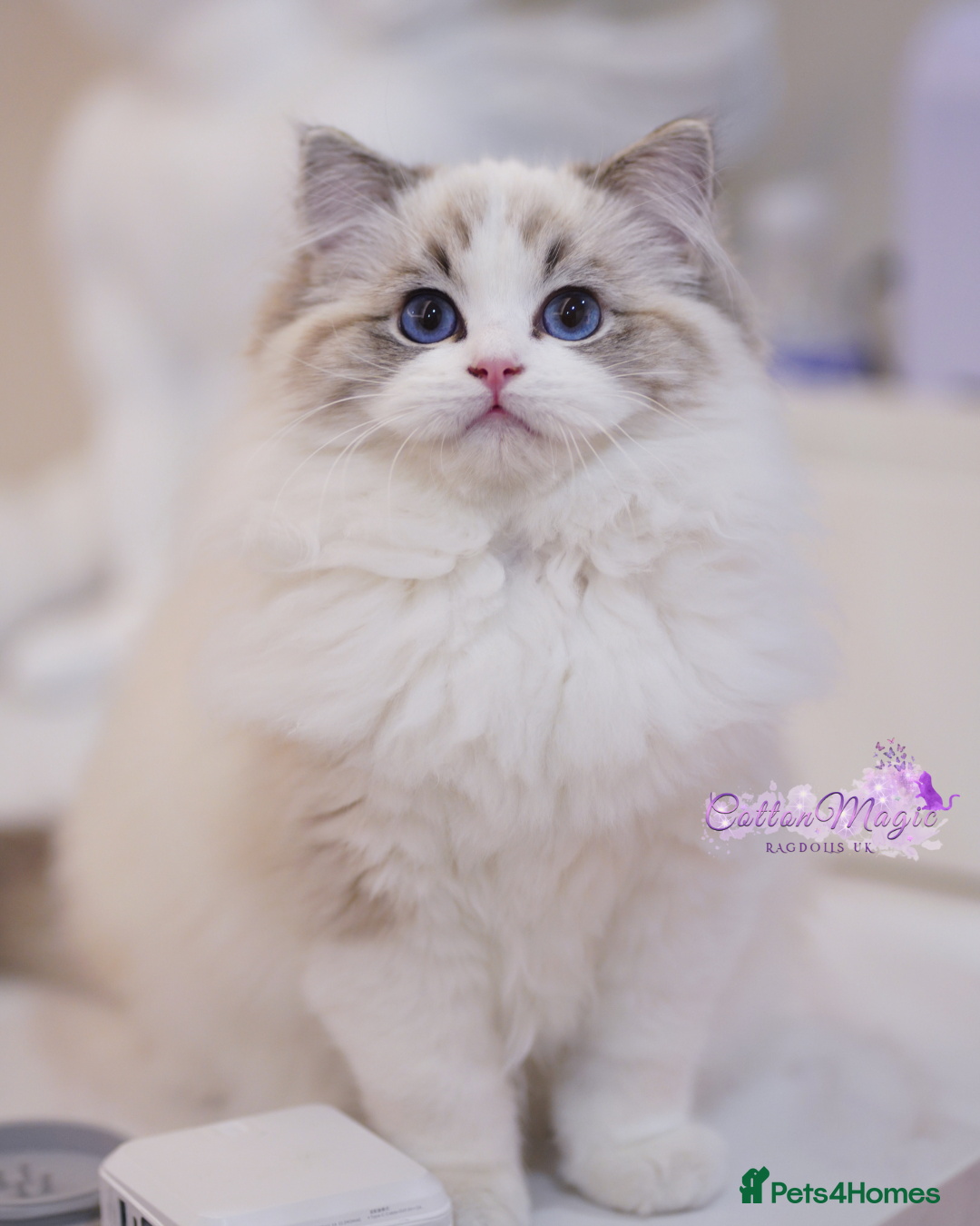 Ragdoll cats for sale: Chinese Import Ragdol High End Show Quality Lynx - Image 2