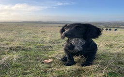 Sprocker dogs for stud: Gorgeous sprocker for stud (free)  - Image 14