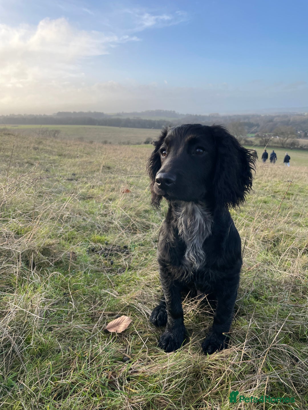 Sprocker dogs for stud: Gorgeous sprocker for stud (free)  - Image 14