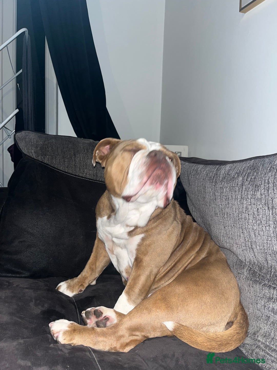 English Bulldog dogs for sale: Bonnie  - Image 9