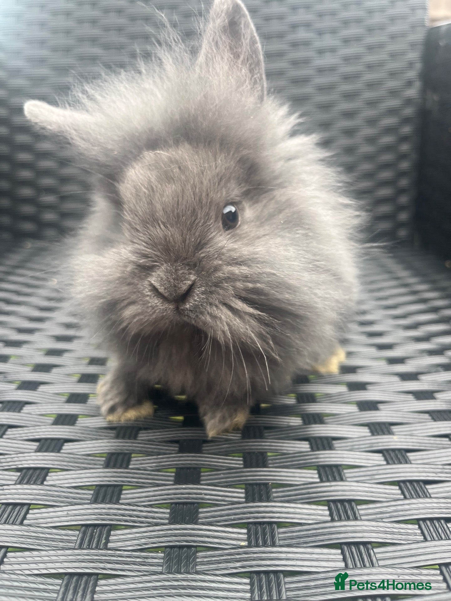 Mini Lion Lop rabbits Ready to go lionhead lops - Advert 4