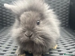 Mini Lion Lop rabbits Ready to go lionhead lops - Advert 4