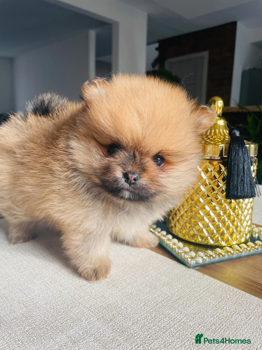 Pomeranian dogs for sale: Pomeranian puppies for sale - Advert 6