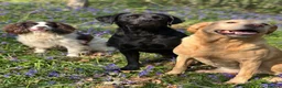 Labrador Retriever dogs for sale: KC Registered Working Labradors  - Advert 29