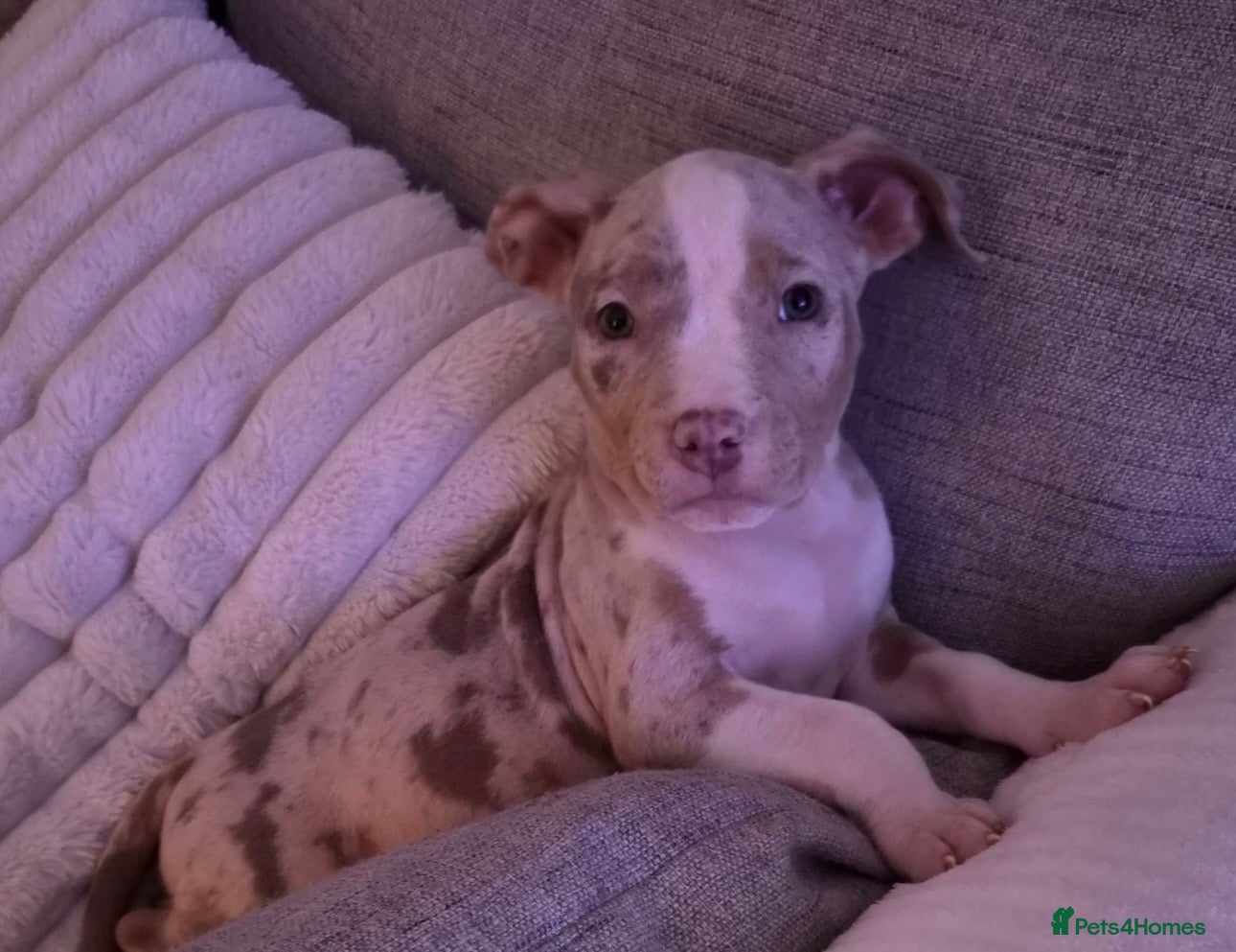 American Bulldog dogs American bully puppy  - Advert 2