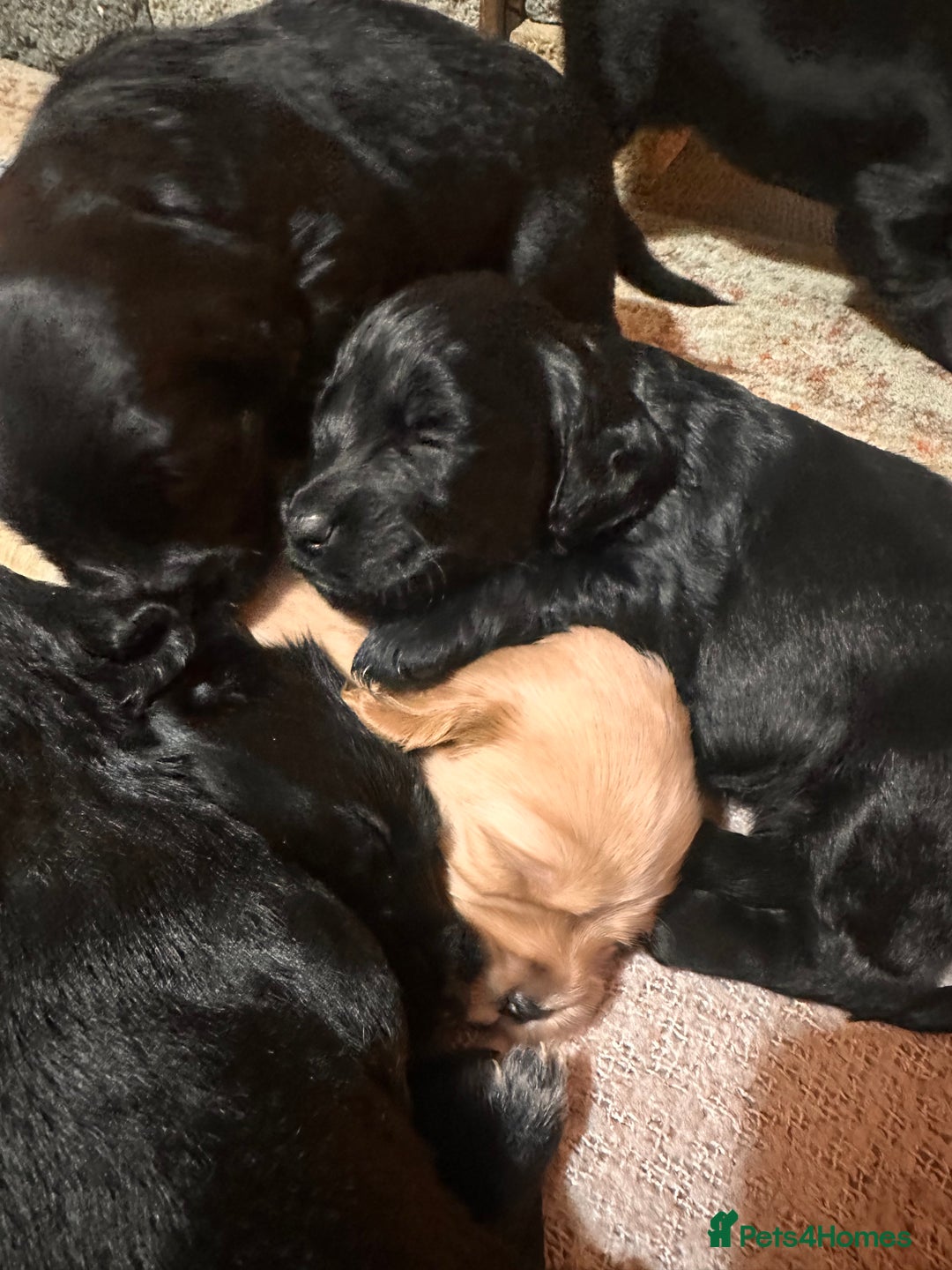 Mixed Breed dogs for sale: Beautiful Labradoodle x Cocker Spaniel Puppies - Advert 4